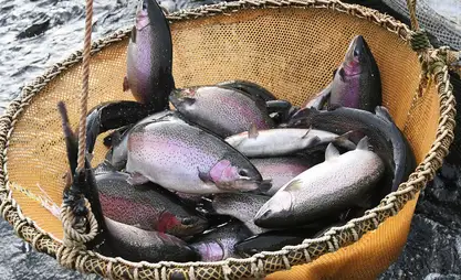 Кыргызстанда үч айда 4 миң тоннадан ашык балык өндүрүлдү