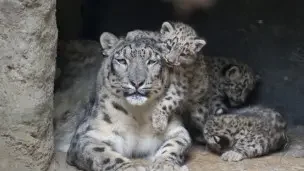 110615182110_snow_leopard_304x171__nocredit.jpg.webp