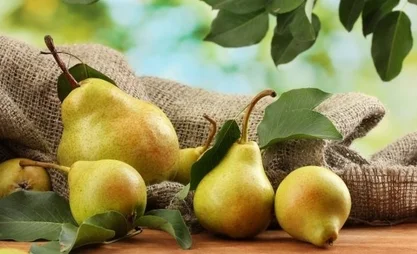 Ысык-Көлдө алмуруттун түшүмү жакшы болуп, экспорт жогорулады