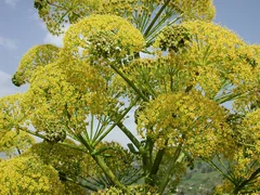 1678343207_klau-club-p-ferula-trava-pinterest-7.jpg