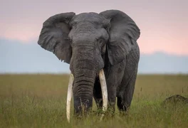 1783342444243548239_1200x630.jpg