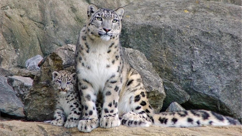 2935831.554ea41eacde14f173c695ae2d2c966c