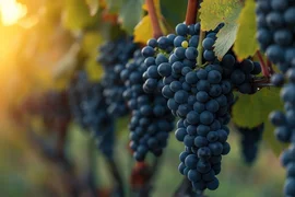 34740127739238.max-2560x1440.format-webp.jpegquality-90.webp