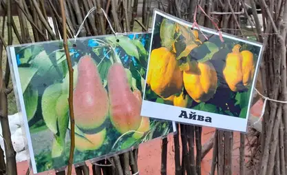 Аймактарга жараша көчөттөрдү кантип тандоо керек – багбандарга кеңеш