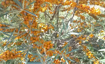 Быйыл Ысык-Көлдө чычырканактын "алтай" түрү мол түшүм берди