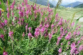 5223723277_w640_h320_semena-espartseta.webp
