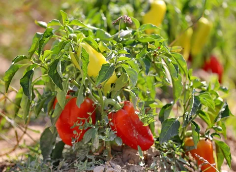 555540368_1023.max-2560x1440.format-webp.jpegquality-90.webp