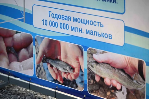 68c51c412697c-thumb.jpeg