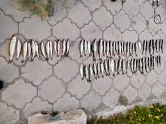 778972643_1358171626495553_4340570053974202002_n.jpg
