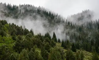 Кыргызстанда токойлор өлкө аймагынын 6,4 пайызын ээлейт