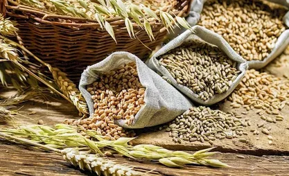 Жазгы айдап-себүүгө 58,5 миң тонна кылкандуу дан үрөнү топтолду