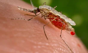 Anopheles_stephensi.2e16d0ba.format-webp.fill-1668x1014.webp