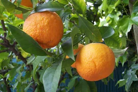 Citrus_aurantium.jpg
