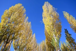 IMG_3381.jpeg