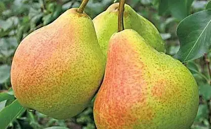 Кыргызстанда акыркы 5 жылда алмурут менен алманын 30 жаңы сорту өстүрүлдү