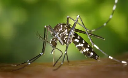 Европанын 29 өлкөсүндө чикунгунья вирусунун жайылуу коркунучу бар