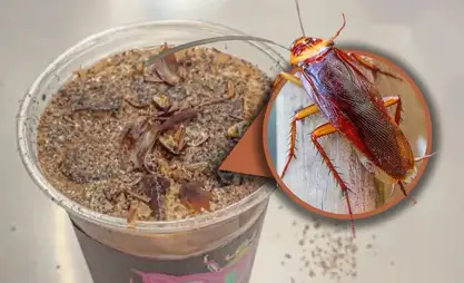 Кытайда курт жана жөргөмүш кошулган кофе популярдуу болууда