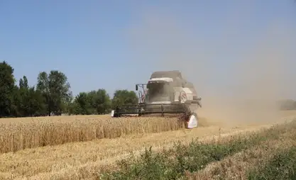 Рекорддук көрсөткүч: Таласта 1 гектар жерден 10 тонна буудай жыйналды