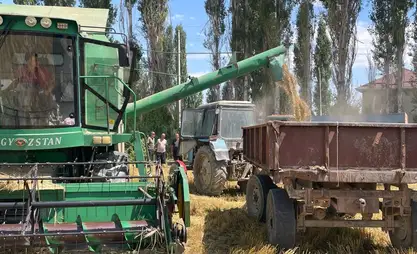 Таласта кылкандуу дан экиндерин жыйноо иштери башталды
