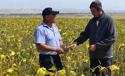 Ак-Талаада эксперимент катары күн карама өстүрүлүүдө
