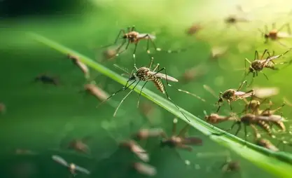 Исландияда биринчи жолу чиркейлер табылды