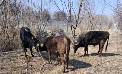 Баткенде чек арадан мыйзамсыз мал өткөрүү аракетине бөгөт коюлду