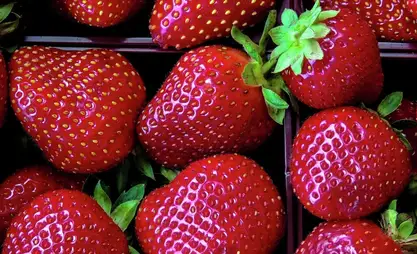 Кыргызстандын чек арасынан өткөн бардык мөмө-жемиштер тыкыр текшерүүдөн өтөт