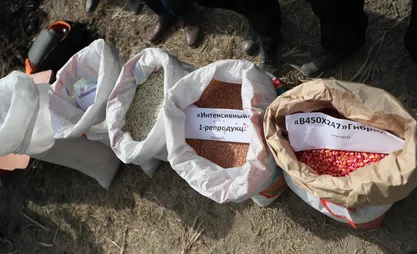Айыл чарба министрлиги: Өлкөдө дан эгиндеринин үрөнү менен камсыздоо 94%ды түздү