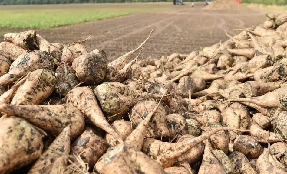 WhatsApp Image 2025-11-17 at 16.57.09.jpeg