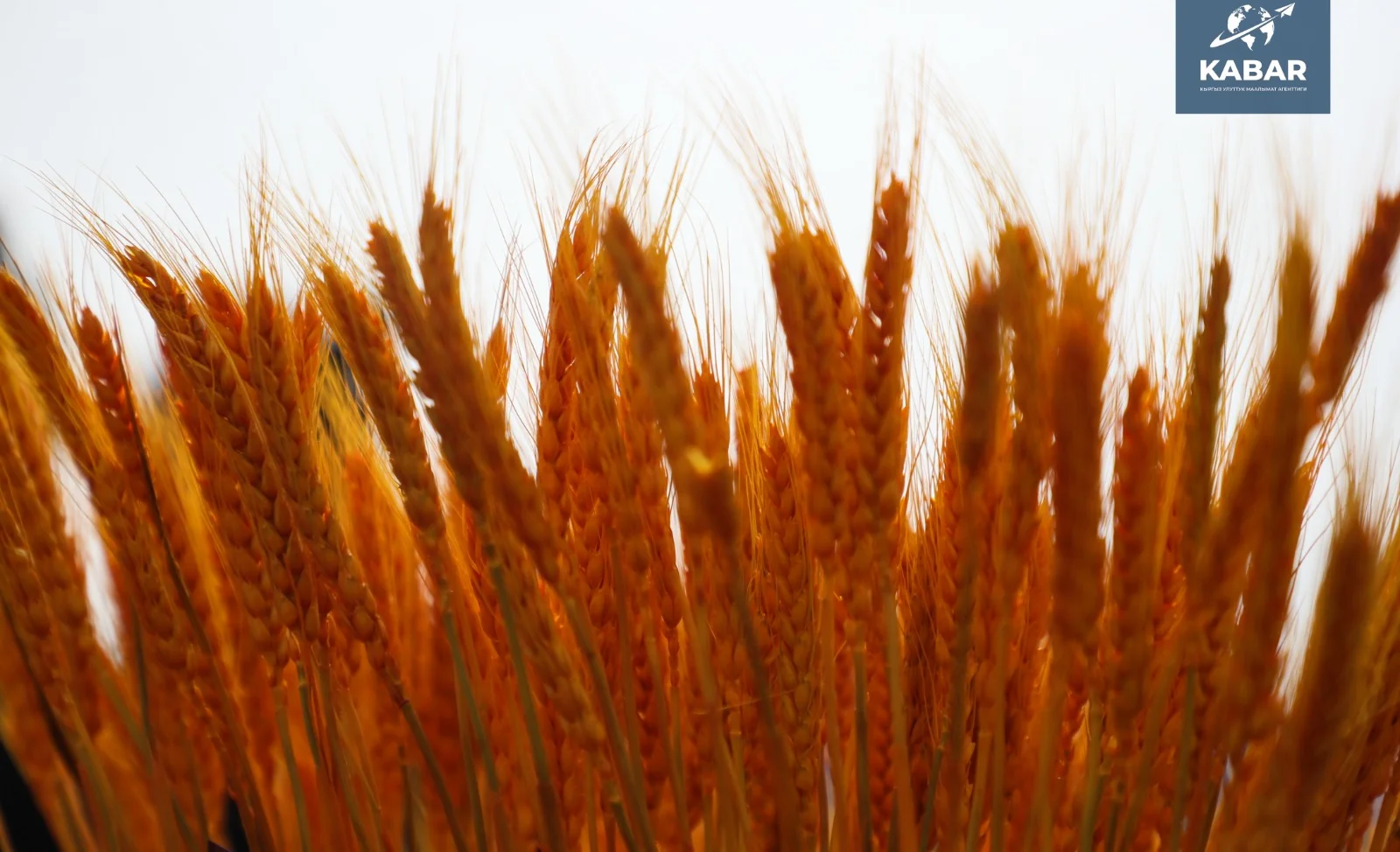 WhatsApp Image 2025-03-27 at 11.24.42.jpeg