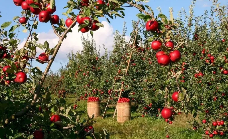 WhatsApp Image 2025-04-18 at 12.49.31.jpeg