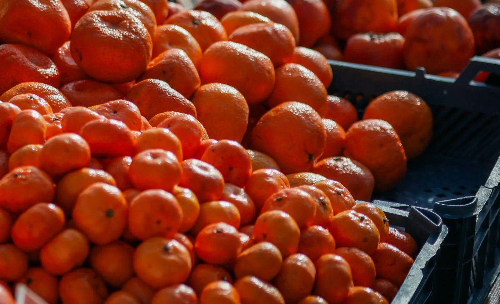 WhatsApp Image 2025-03-26 at 10.27.18.jpeg