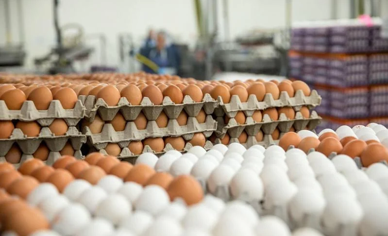 WhatsApp Image 2025-04-09 at 14.26.56 (1).jpeg