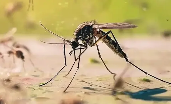 WhatsApp Image 2025-08-04 at 17.46.01.jpeg