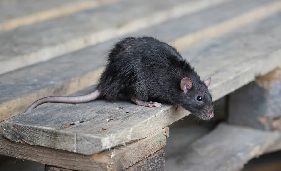 WhatsApp Image 2025-09-03 at 11.05.56.jpeg