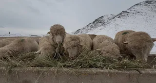 WhatsApp Image 2026-01-04 at 17.02.35 (1).jpeg