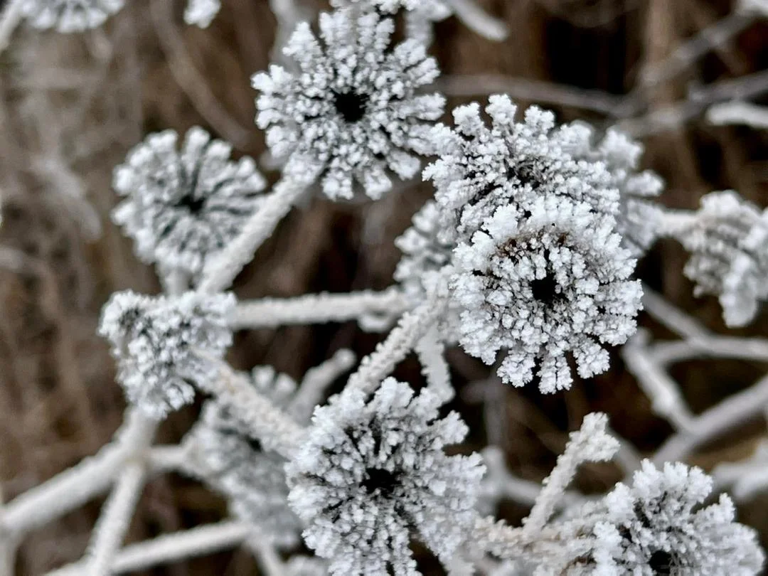 WhatsApp Image 2026-01-08 at 13.10.07.jpeg