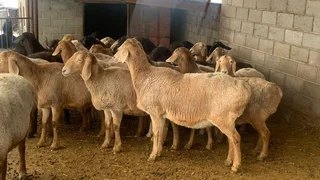 WhatsApp Image 2026-01-23 at 16.52.15.jpeg