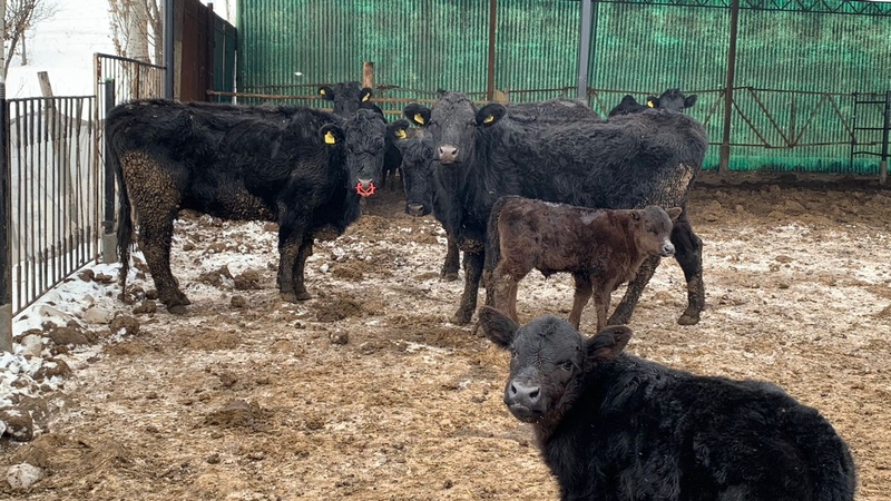 WhatsApp Image 2026-01-29 at 11.14.47 (1)