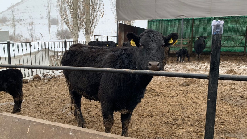 WhatsApp Image 2026-01-29 at 11.14.48