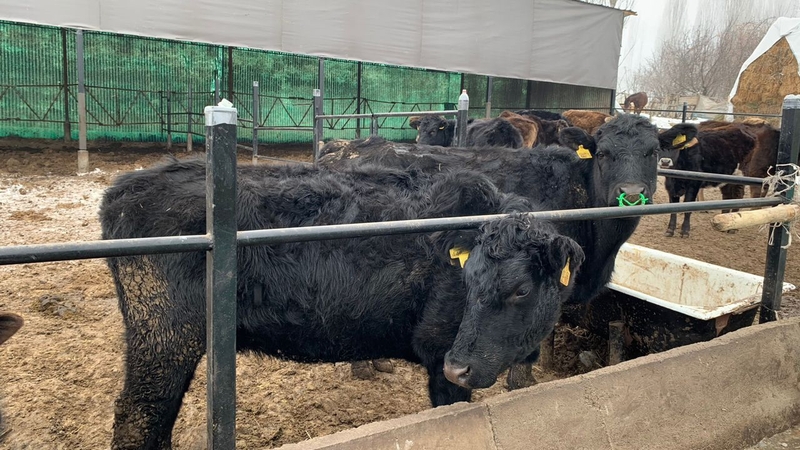 WhatsApp Image 2026-01-29 at 11.14.53