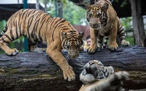 WhatsApp Image 2026-02-25 at 06.58.30.jpeg