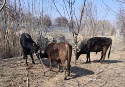 WhatsApp Image 2026-03-13 at 11.30.33.jpeg