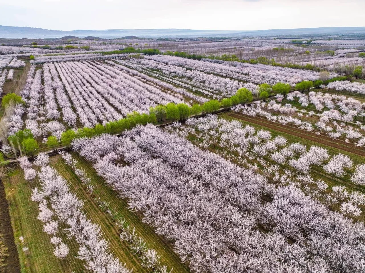 WhatsApp Image 2026-03-31 at 13.17.55 (3).jpeg