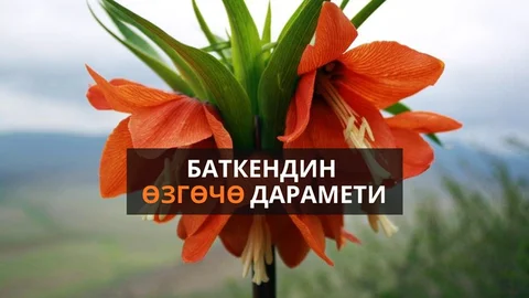 WhatsApp Image 2026-10-12 at 18.05.44.jpeg