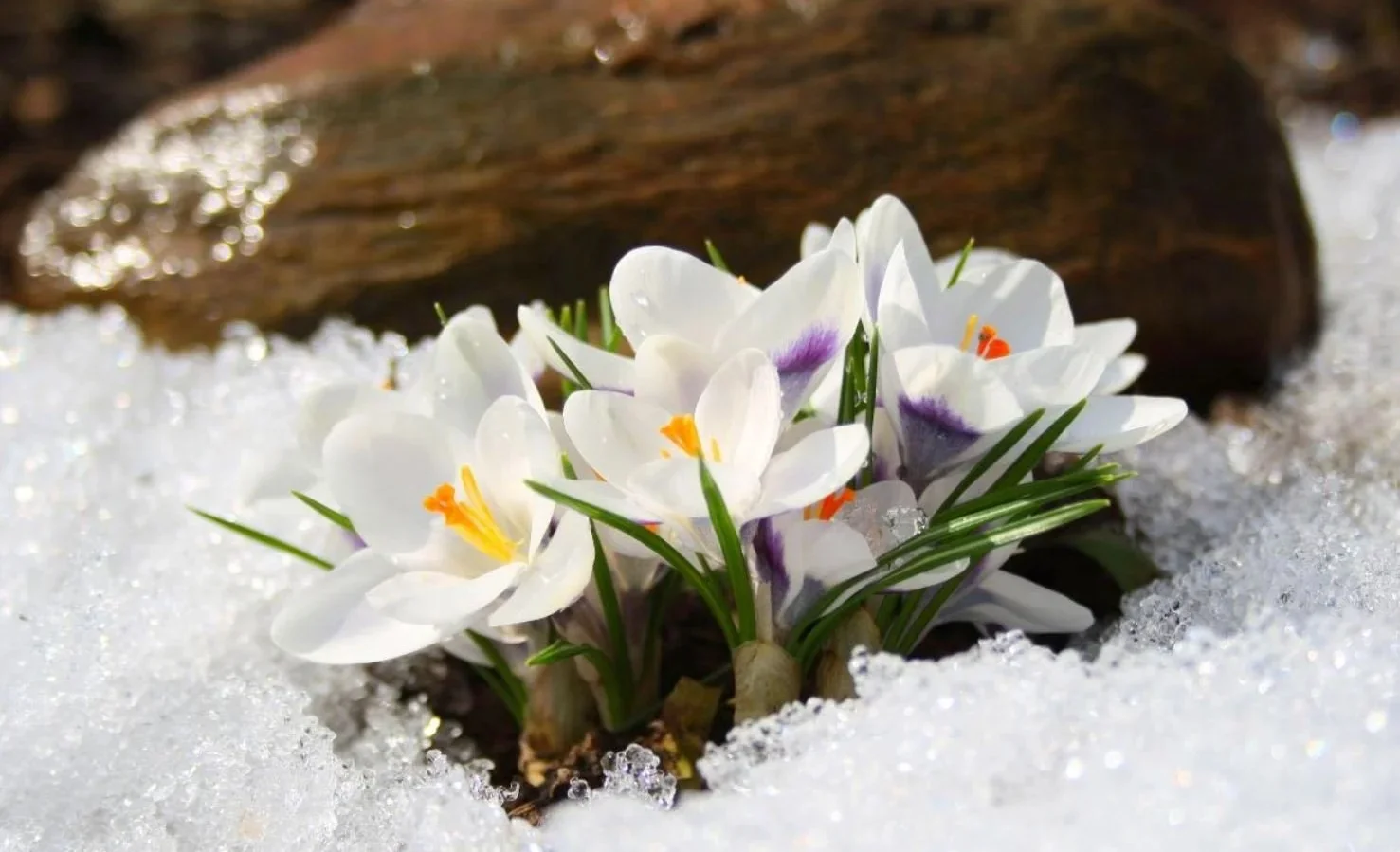 WhatsApp Image 2026-02-17 at 10.16.47.jpeg