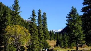 art_1261244618.jpg