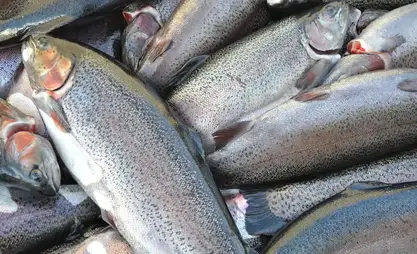 Кыргызстанда акыркы жылдары балык өндүрүшү 6 эседен ашык өстү