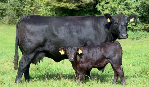 byki-aberdin-angus-blek-angus.jpg
