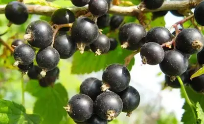 Эмне үчүн карагатты күзүндө сугаруу маанилүү?